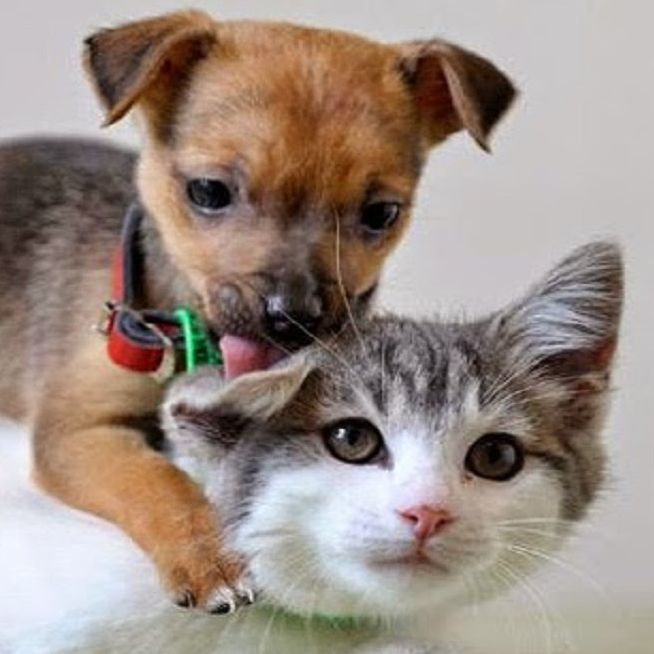 Image for All About Care with ID of: 2320935