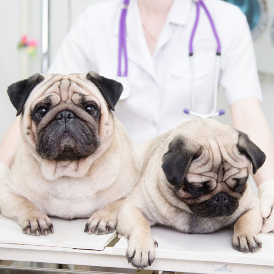 Image for Animed Pet Hospital with ID of: 2321667