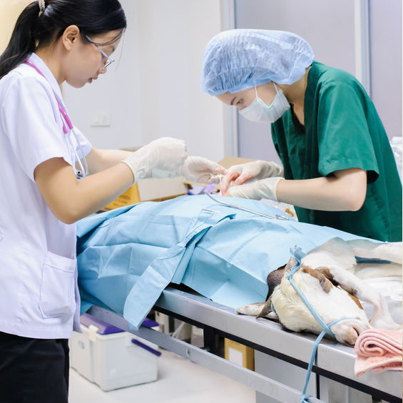 Image for Animed Pet Hospital with ID of: 2321736