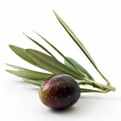 Image for The Cooking Classroom with ID of: 2323981
