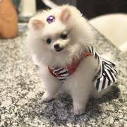 Image for CRISTY'S GROOMING with ID of: 2324463
