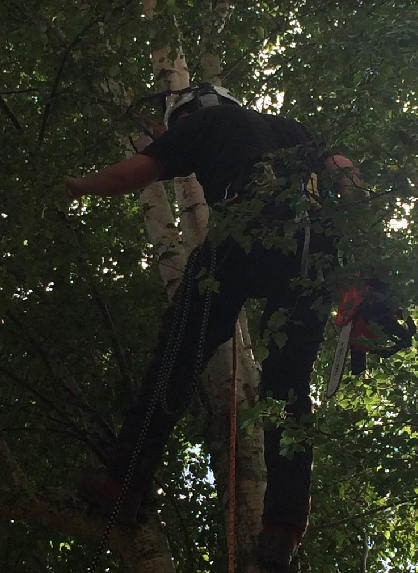 Image for Looking for the Tree Surgeon in Wool with ID of: 2328909