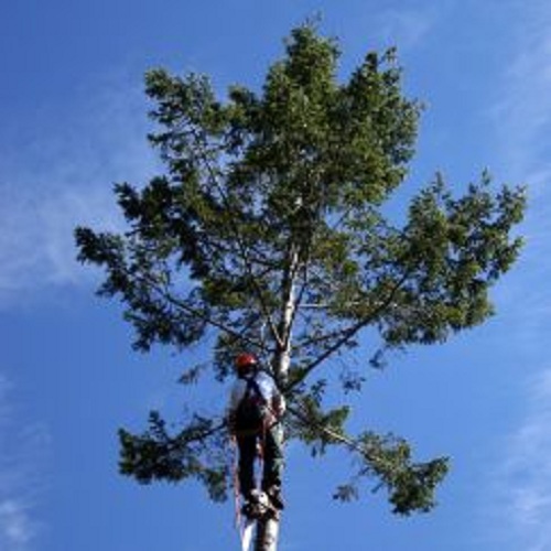 Image for Treemaster Inc. with ID of: 2329084