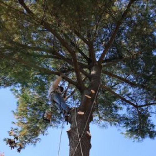 Image for Treemaster Inc. with ID of: 2329085