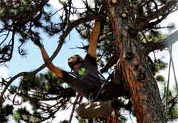 Image for Arbor-Pro Tree Experts with ID of: 2330001