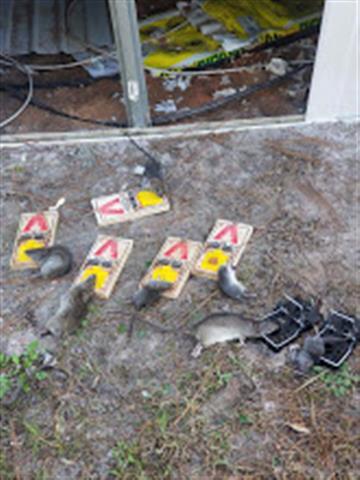 Image for Bug-Man Pest Control Jacksonville with ID of: 2339612