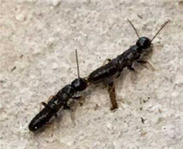 Image for Bug-Man Pest Control Jacksonville with ID of: 2339613