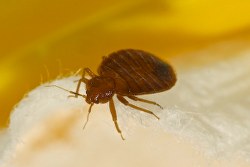 Image for All Pest Exterminating with ID of: 2340814