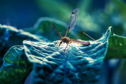 Image for All Pest Exterminating with ID of: 2340816