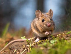 Image for All Pest Exterminating with ID of: 2340817