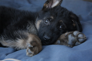 Image for Vooan Falconer K-9 Train with ID of: 2346316