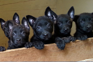Image for Vooan Falconer K-9 Train with ID of: 2346320