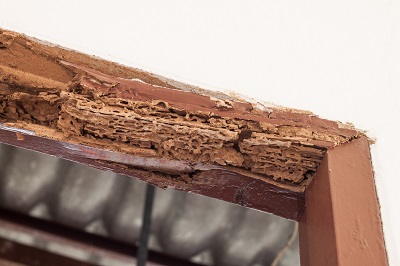 Image for Pest Proof Pest Management with ID of: 2352530