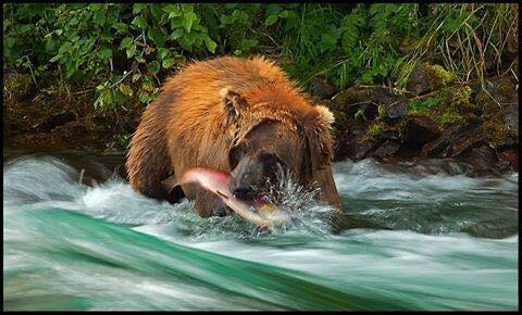 Image for Alaska Trophy Adventures Lodge with ID of: 2356683