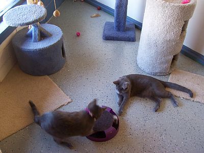 Image for Pacific Pet Resort with ID of: 2357242