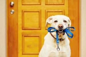 Image for Pacific Pet Resort with ID of: 2357247