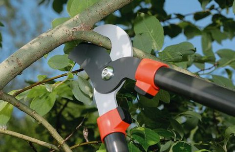 Image for Georgia Tree Company - Tree Removal Services Gainesville with ID of: 2358674