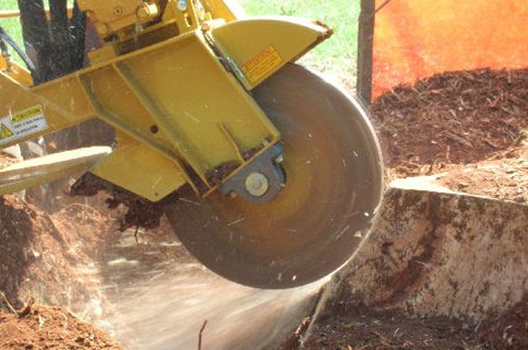 Image for Georgia Tree Company - Tree Removal Services Gainesville with ID of: 2358675