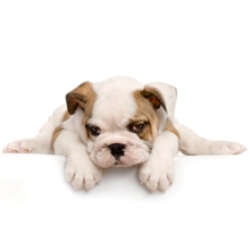 Image for Doggie-Do Grooming and Boarding with ID of: 2362103
