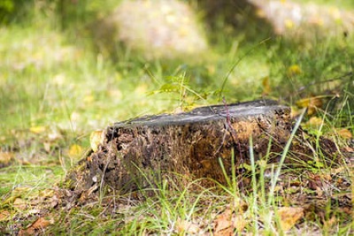 Image for Tree Removal Raleigh NC Pro with ID of: 2362260