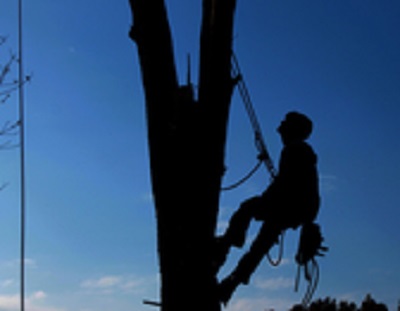 Image for Cameron Park Tree Services with ID of: 2362293