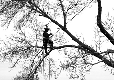 Image for Cameron Park Tree Services with ID of: 2362297