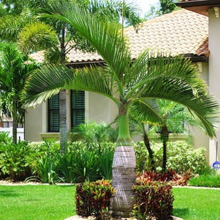 Image for My Tampa Landscaping with ID of: 2365421