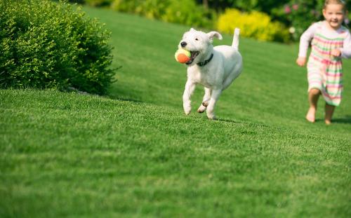 Image for Turf Point with ID of: 2365839