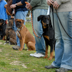 Image for Dogological with ID of: 2370156