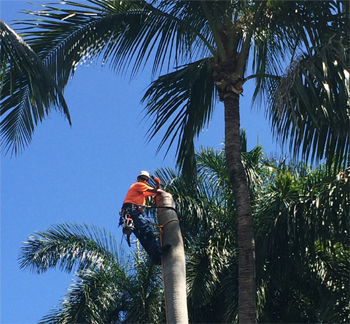 Image for Southern Arbor FL with ID of: 2373755
