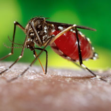 Image for Ozane Termite and Pest Control with ID of: 2374280
