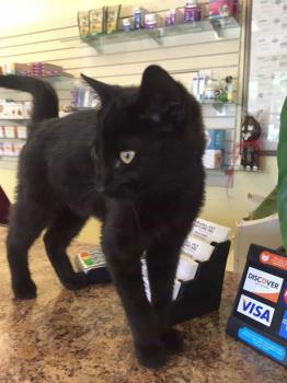 Image for Abel Pet Clinic, Inc. with ID of: 2375191
