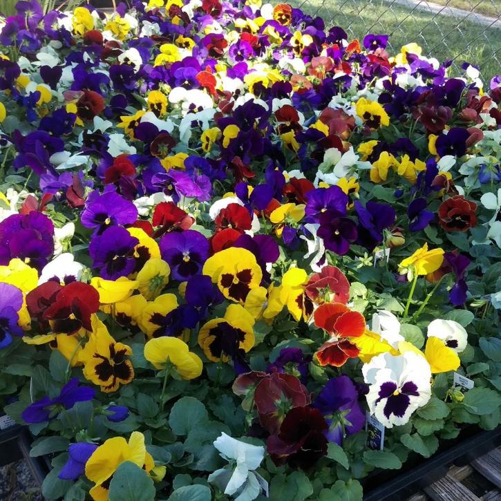 Image for The Plant Depot with ID of: 2378514