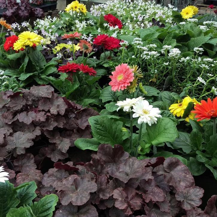 Image for The Plant Depot with ID of: 2378516