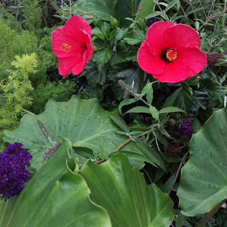 Image for The Plant Depot with ID of: 2378517