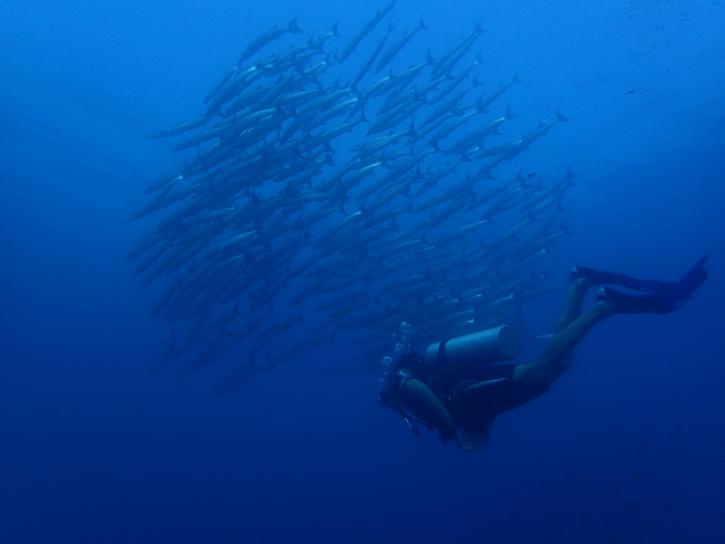Image for Sulawesi Dive with ID of: 2382793