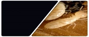 Image for Middletown Pest Control Experts with ID of: 2384022
