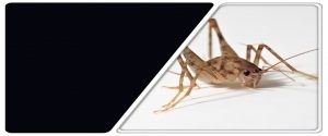 Image for Middletown Pest Control Experts with ID of: 2384025