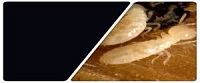 Image for Marlboro Pest Control Experts with ID of: 2386361