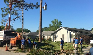 Image for Aardvark Tree Service with ID of: 2387774