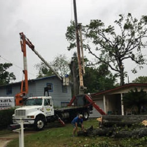 Image for Aardvark Tree Service with ID of: 2387780
