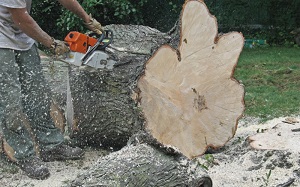 Image for Aardvark Tree Service with ID of: 2387800