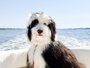 Image for Seminole Kennels with ID of: 2392741
