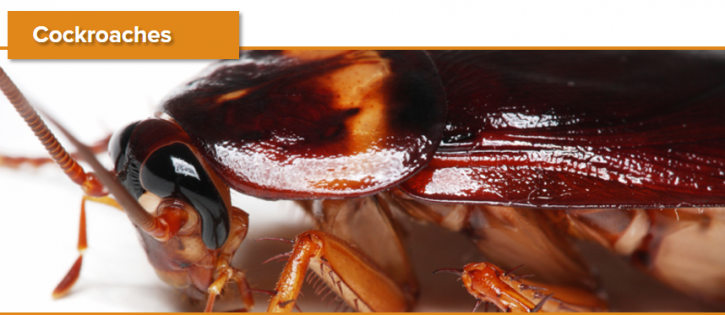 Image for Complete Pest Control Services with ID of: 2394194