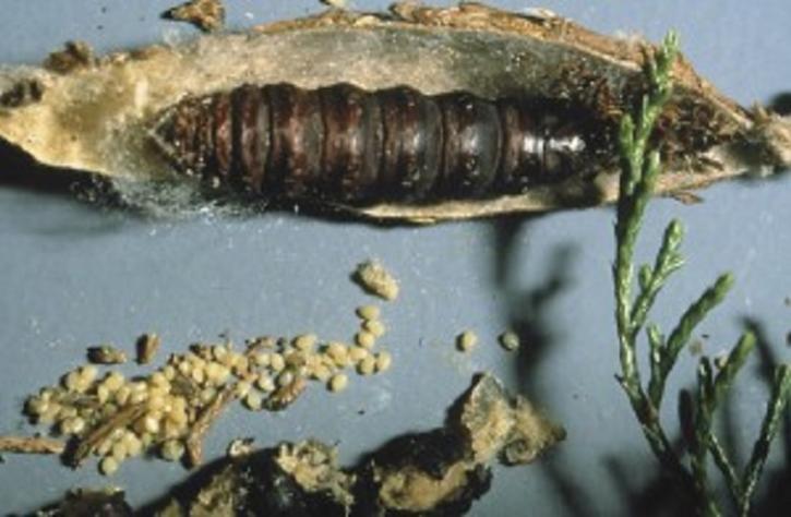 Image for Complete Pest Control Services with ID of: 2394195