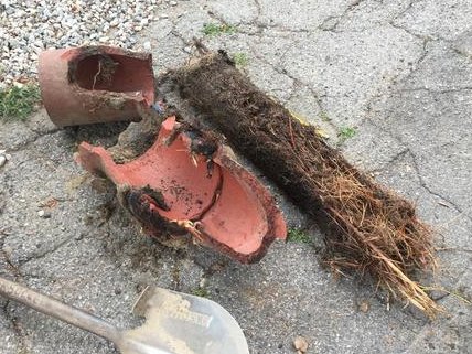 Image for The Rooter Drain Expert with ID of: 2395370