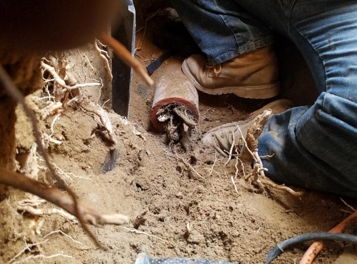 Image for The Rooter Drain Expert with ID of: 2395373