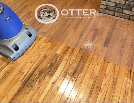 Image for Otter Clean and Restore with ID of: 2395717