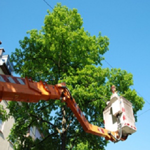 Image for Green Acres Tree & Landscape LLC with ID of: 2397397