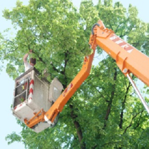 Image for Green Acres Tree & Landscape LLC with ID of: 2397398